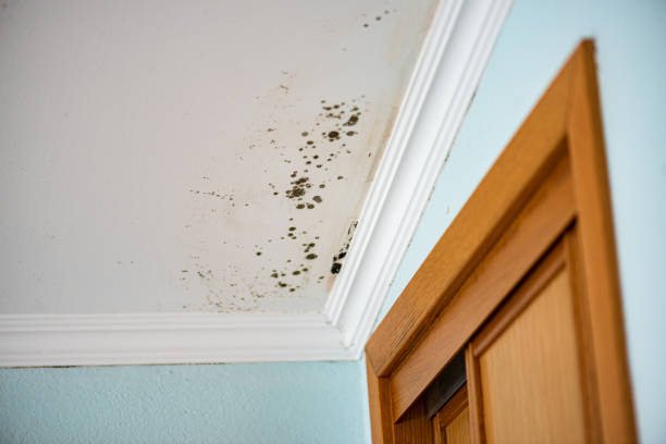 Best Black Mold Remediation in , MD